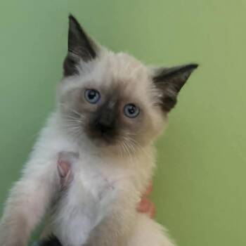 Maudey -  Siamese Cat for Adoption in Lyle, Minnesota - Maudey | PetCurious