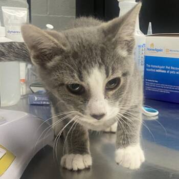 Asiago -  Domestic Short Hair Cat for Adoption in Allentown, Pennsylvania - Asiago | PetCurious