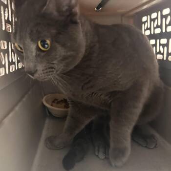 Broad Grayson -  Domestic Short Hair Cat for Adoption in Philadelphia, Pennsylvania - Broad Grayson | PetCurious