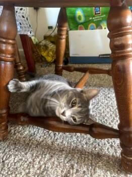 Hunter -  Domestic Short Hair Cat for Adoption in South Bend, Indiana - Hunter | PetCurious