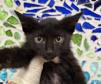 LADY PURRINGTON -  Domestic Short Hair Cat for Adoption in Pensacola, Florida - LADY PURRINGTON | PetCurious