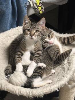 Domestic Short Hair Cats Available for Adoption - Redbull | PetCurious