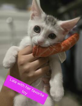 Domestic Short Hair Cats Available for Adoption in Huntington Beach, California - Lala | PetCurious