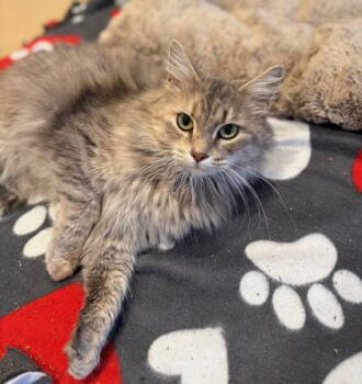 Rescue Domestic Long Hair Cats for Adoption in Midland, Virginia - Monopoly | PetCurious