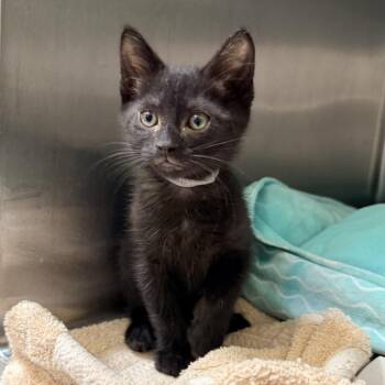 Phantom -  Domestic Short Hair Cat for Adoption in Palm Springs, California - Phantom | PetCurious