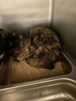 Domestic Short Hair Cats Available for Adoption in Spruce Pine, North Carolina - Vegan Clam Chowder | PetCurious