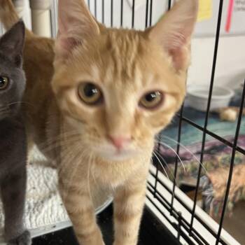 Beasley -  Domestic Short Hair Cat for Adoption in Wappingers Falls, New York - Beasley | PetCurious