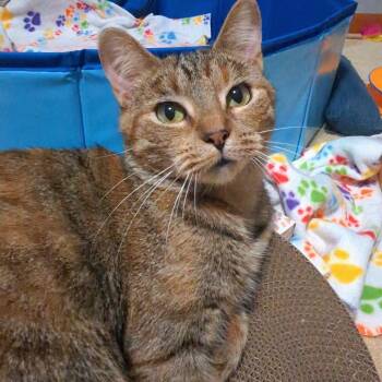 Rescue Domestic Short Hair Cats for Adoption in West Jefferson, Ohio - Gingerbread | PetCurious