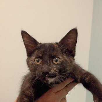 roslin -  Domestic Short Hair Cat for Adoption in Show Low, Arizona - Roslin | PetCurious