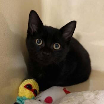Jack Skellington -  Domestic Short Hair Cat for Adoption in Penn Yan, New York - Jack Skellington | PetCurious