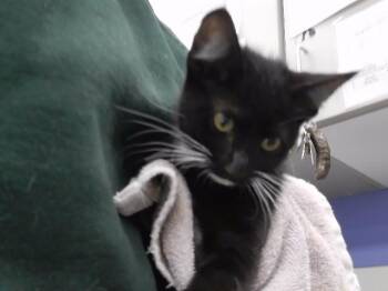 MOVER -  Domestic Short Hair Cat for Adoption in Omaha, Nebraska - MOVER | PetCurious