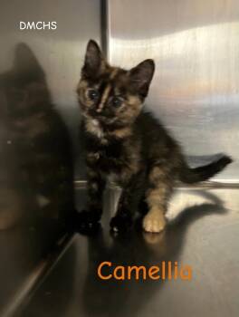Camellia -  Domestic Short Hair Cat Available for Adoption in Burlington, Iowa - Camellia | PetCurious