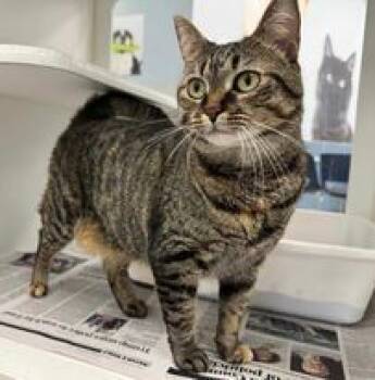 Rescue Domestic Short Hair Cats for Adoption in Atlanta, Georgia - Silvana | PetCurious