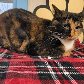 Domestic Short Hair Cats Available for Adoption - Nancy | PetCurious