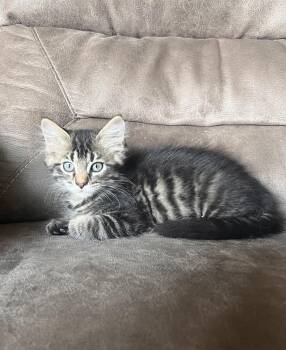 Teddy -  Domestic Medium Hair Cat for Adoption in Rochester, Indiana - Teddy | PetCurious
