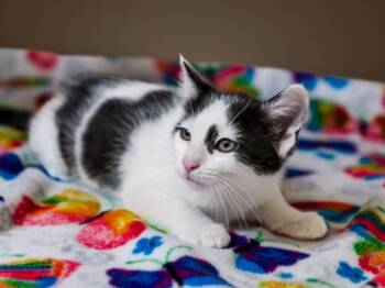 EYEBROW -  Domestic Short Hair Cat for Adoption in Santa Fe, New Mexico - EYEBROW | PetCurious