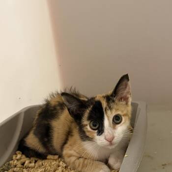 Kiara 12100 -  Domestic Short Hair Cat for Adoption in Elberton, Georgia - Kiara 12100 | PetCurious