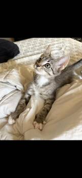 Ranger -  Domestic Short Hair Cat for Adoption in Wilmington, North Carolina - Ranger | PetCurious