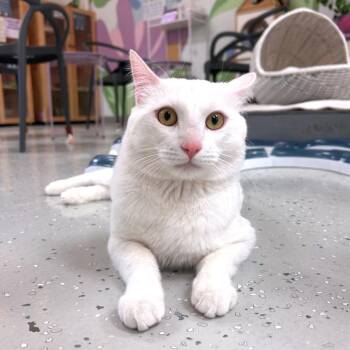Domestic Short Hair Cats Available for Adoption in Yucca Valley, California - Snowball | PetCurious