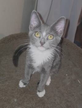 Murphy Southern -  Domestic Short Hair Cat for Adoption in Chandler, Arizona - Murphy Southern | PetCurious