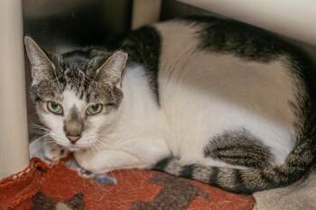 Domestic Short Hair Cats Available for Adoption in Charlotte, North Carolina - MURPHY | PetCurious