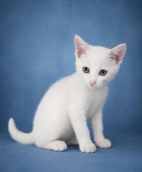 Thor -  Domestic Short Hair Cat for Adoption in Houston, Texas - Thor | PetCurious