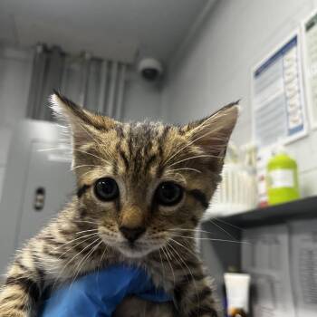 Mickey -  Domestic Short Hair Cat for Adoption in Summerville, South Carolina - Mickey | PetCurious