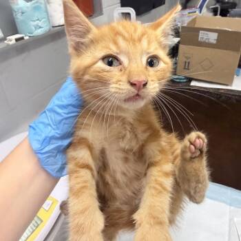 Lock -  Domestic Short Hair Cat for Adoption in Summerville, South Carolina - Lock | PetCurious