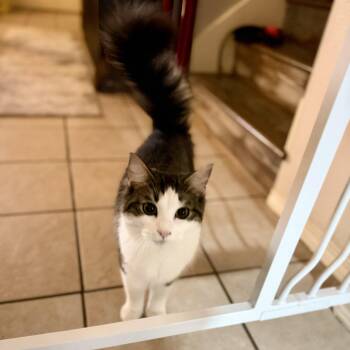 Iggy -  Domestic Long Hair Cat for Adoption in Baytown, Texas - Iggy | PetCurious