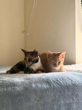 Piccolo -  Domestic Short Hair Cat for Adoption in Alafaya, Florida - Piccolo | PetCurious
