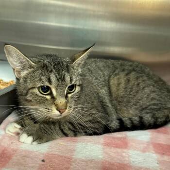 Betty -  Domestic Short Hair and Extra Toes Cat Hemingway Polydactyl Cat for Adoption in Spokane, Washington - Betty | PetCurious