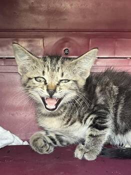 ZEUS -  Domestic Short Hair Cat for Adoption in Palmetto, Florida - ZEUS | PetCurious