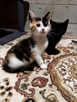 Duck -  Domestic Short Hair Cat for Adoption in Greensboro, North Carolina - Duck | PetCurious