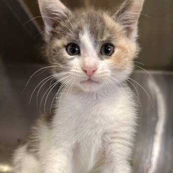 Poppy* -  Domestic Short Hair Cat for Adoption in San Gabriel, California - Poppy* | PetCurious