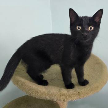 Fynn -  Domestic Short Hair Cat for Adoption in Guelph, Ontario - Fynn | PetCurious