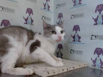 HOPE -  Domestic Short Hair Cat for Adoption in Orlando, Florida - HOPE | PetCurious