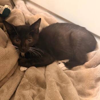 Rose -  Domestic Short Hair Cat for Adoption in Fort Lauderdale, Florida - Rose | PetCurious