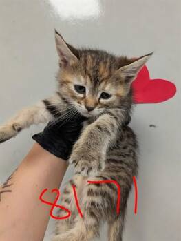 Domestic Short Hair Cats Available for Adoption in Ontario, California - MISSIE - IN FOSTER | PetCurious