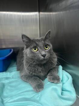 Faith -  Domestic Medium Hair Cat for Adoption in Danielsville, Georgia - Faith | PetCurious