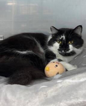 Jackie -  Domestic Long Hair Cat for Adoption in Exeter, Rhode Island - Jackie | PetCurious