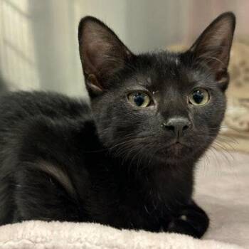 Millie Everett, adopt with Meep -  Domestic Short Hair Cat for Adoption in Hudson, Massachusetts - Millie Everett, Adopt With Meep | PetCurious