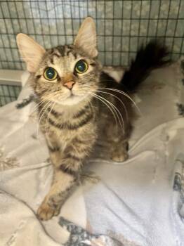 Ellis -  Domestic Medium Hair Cat for Adoption in Grants Pass, Oregon - Ellis | PetCurious