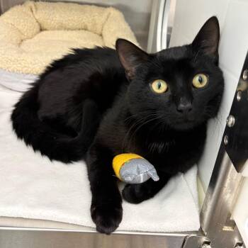 Jasper -  Domestic Short Hair Cat for Adoption in Clavet, Saskatchewan - Jasper | PetCurious