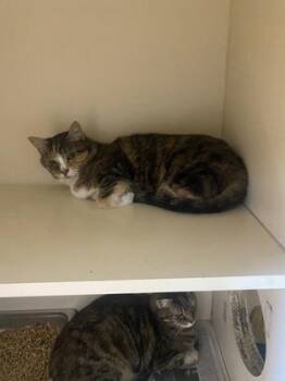 Jolena -  Domestic Short Hair Cat for Adoption in Chamblee, Georgia - Jolena | PetCurious