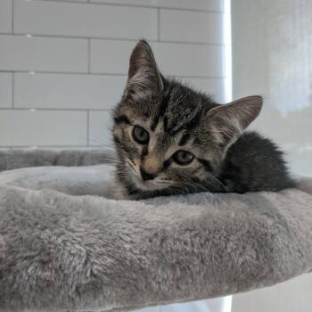 Peanut -  Domestic Short Hair Cat for Adoption in Jupiter, Florida - Peanut | PetCurious