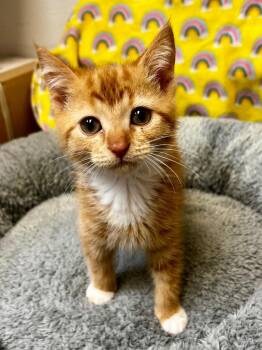 Lola -  Domestic Short Hair Cat Available for Adoption in Clinton, South Carolina - Lola | PetCurious