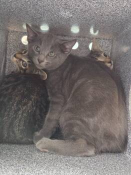 Nicki -  Domestic Short Hair Cat for Adoption in Athens, Tennessee - Nicki | PetCurious