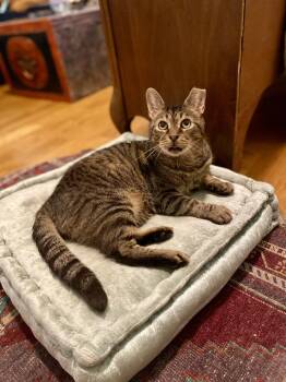 Rescue Domestic Short Hair Cats for Adoption - Piccolo | PetCurious