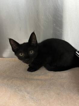 Rescue Domestic Short Hair Cats for Adoption in Grapevine, Texas - Jerry | PetCurious