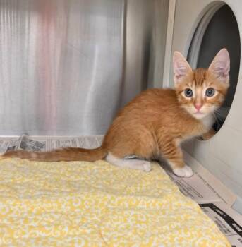 Pumpkin -  Domestic Short Hair Cat for Adoption in Lafayette, Louisiana - Pumpkin | PetCurious